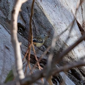 Spotted Pardalote