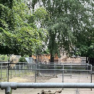 View of giraffes from congo buffalo enclosure 29.6.24