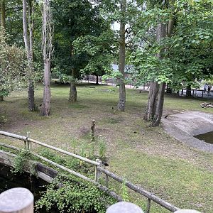 Congo buffalo enclosure 29.6.24