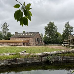 Rothschild’s giraffe enclosure 29.6.24