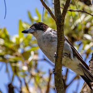 Grey Butcherbird