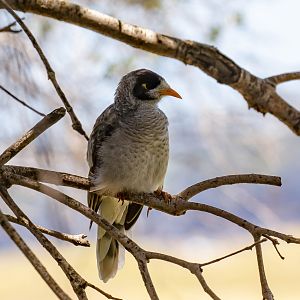 Noisy Miner