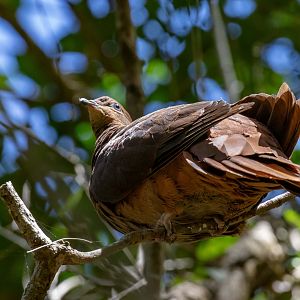 Brown Cuckoo Dove