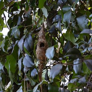 Brown Gerygone in nest