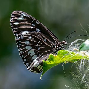 Common Crow Butterfly