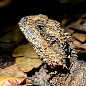 Eastern Water Dragon