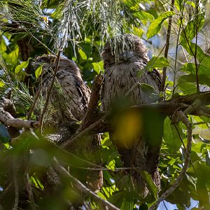 Tawny Frogmouths