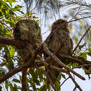 Tawny Frogmouths