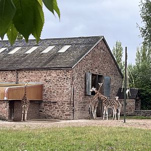 Giraffe house 29.6.24