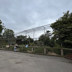 European aviary 29.6.24