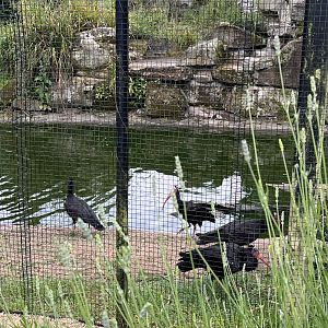 Northern bald ibises 29.6.24