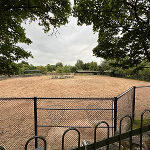 Bactrian camel and Persian onager enclosure 29.6.24