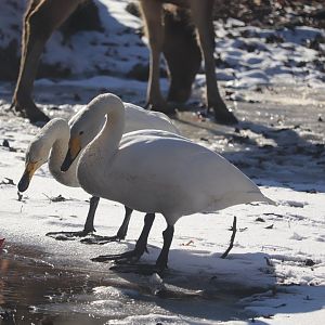 Bronx Zoo - Whooper Swan