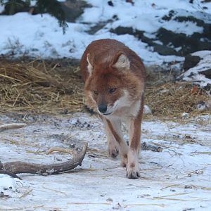 Bronx Zoo - Dhole