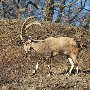 Geleda Reserve - Nubian Ibex