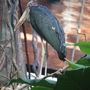 JungleWorld - Lesser Adjutant