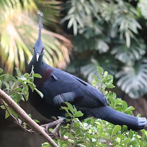 JungleWorld - Victoria Crowned Pigeon