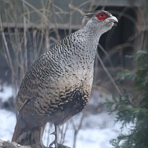 Pheasant Aviaries - Cheer Pheasant