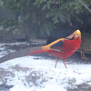Pheasant Aviaries - Golden Pheasant