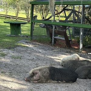 June 2024 - Chase Sanctuary - Ring-Tailed Lemur Enclosure with Pot-Bellied Pigs