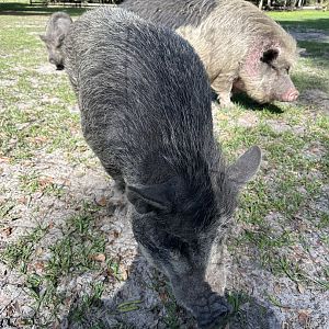 June 2024 - Chase Sanctuary - Pot-Bellied Pigs (Sus domesticus)