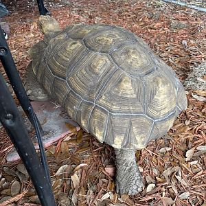 June 2024 - Chase Sanctuary - Sulcata Tortoise (Centrochelys sulcata)
