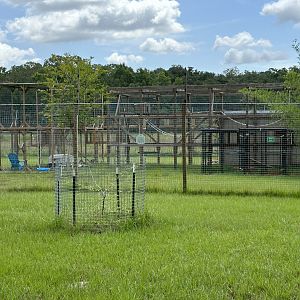June 2024 - Chase Sanctuary - Green Monkey Enclosure