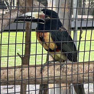 June 2024 - Chase Sanctuary - Collared Aracari (Pteroglossus torquatus)