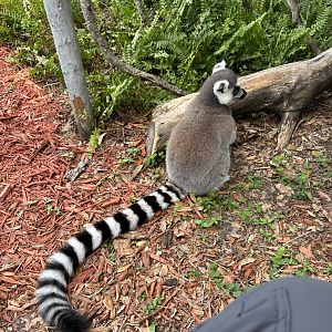 June 2024 - Chase Sanctuary - Ring-Tailed Lemur (Lemur catta)