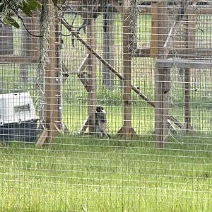 June 2024 - Chase Sanctuary - Chlorocebus ID