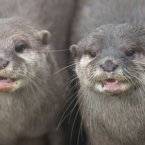 Asian short clawed otters, ZSL Whipsnade, UK