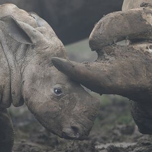 Southern White Rhino, ZSL Whipsnade, UK