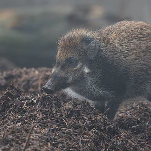 Visyan Warty Pig juvenile, ZSL Whipsnade, UK