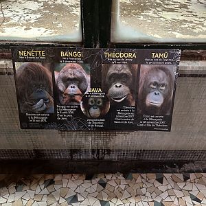 Dec. 2024 - Individual Orangutan Signage