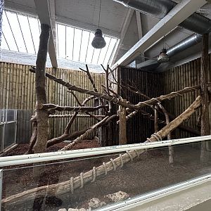 Dec. 2024 - Goodfellow’s Tree Kangaroo Enclosure
