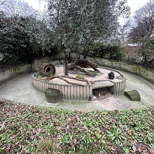 Dec. 2024 - Indian Crested Porcupine Enclosure