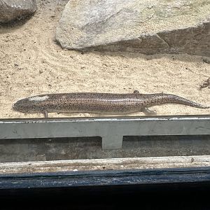 Ocellated Skink (Chalcides ocellatus)