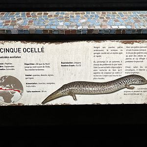 Dec. 2024 - Vivarium - Typical Signage (Ocellated Skink)