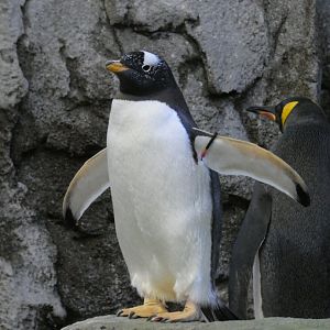 Gentoo penguin