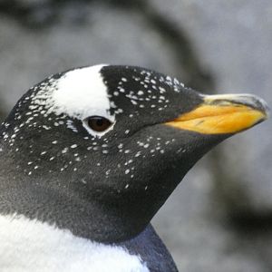 Gentoo penguin