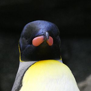 King penguin