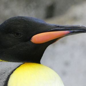 King penguin