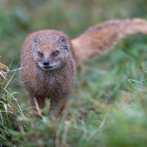 Yellow Mongoose, CWP, UK