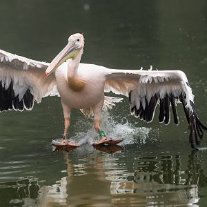 Great White Pelican, CWP, UK