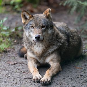 Eurasian Wolf, CWP, UK