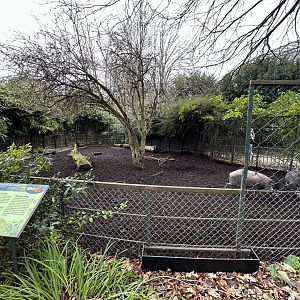 Dec. 2024 - Visayan Warty Pig Enclosure