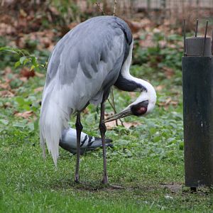 White-Naped Crane (Antigone vipio)