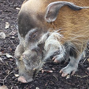 Red River Hog Portrait (Potamochoerus porcus)