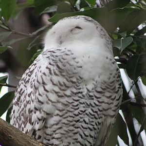 Snowy Owl (Bubo scandiacus)