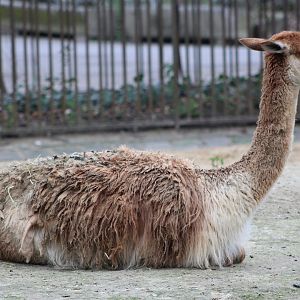 Vicuña (Lama vicugna)